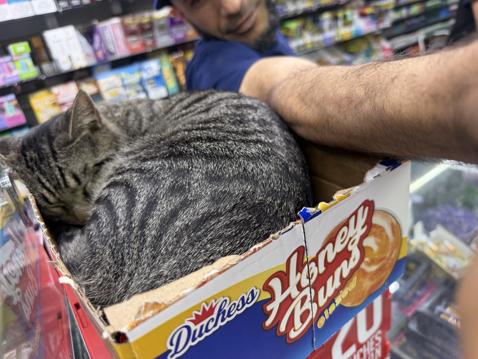 Tiger sleeping in a Honey Bun box on the counter