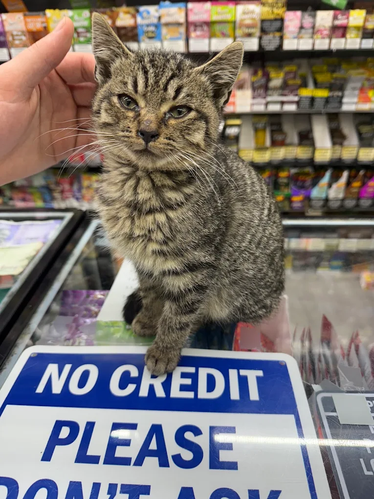 Tiger, the Tunnel Market shop cat, sitting on the counter